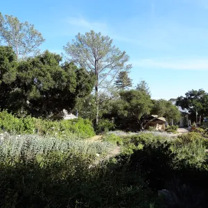 SBBG Meadow