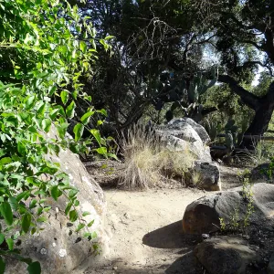 Dirt path in the Desert Section, SBBG