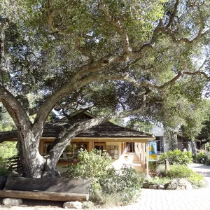 Garden Shop, Garden Entrance, wood bench, entrance oak, SBBG