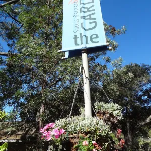 Entrance Banner, SBBG, hanging planters, Lewisia in bloom