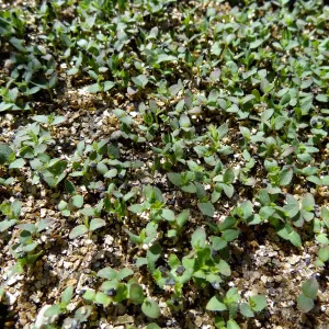 SBBG Horticulture, plant propagation at the Hort unit