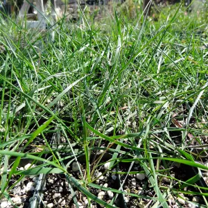 SBBG Horticulture, plant propagation at the Hort unit