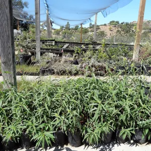 SBBG Horticulture, plant propagation at the Hort unit