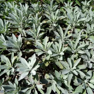 SBBG Horticulture, plant propagation at the Hort unit