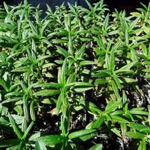 SBBG Horticulture, plant propagation at the Hort unit