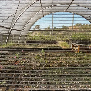 SBBG Horticulture, plant propagation at the Hort unit