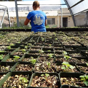 SBBG Horticulture, plant propagation at the Hort unit, Heather Wehnau