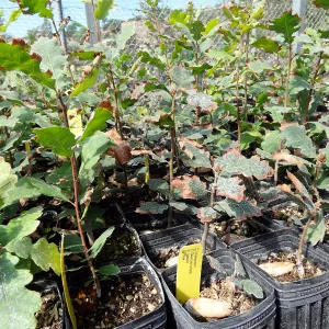 SBBG Horticulture, plant propagation at the Hort unit