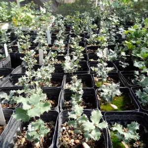 SBBG Horticulture, plant propagation at the Hort unit