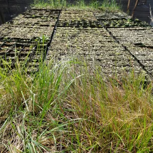 SBBG Horticulture, plant propagation at the Hort unit
