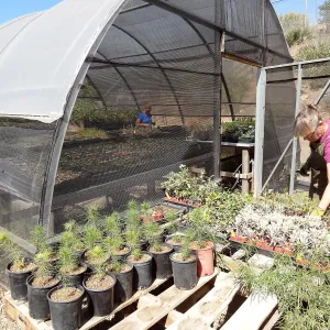 SBBG Horticulture, plant propagation at the Hort unit, contract growing, Heather Wehnau and Bonnie Whitney