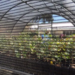 SBBG Horticulture, plant propagation at the Hort unit, contract growing, Heather Wehnau and Bonnie Whitney