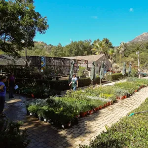 SBBG Fall Plant Sale 2013 set up in the Garden Courtyard and Garden Growers Nursery, Betsy Lape and Heather Wehnau