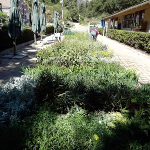 SBBG Fall Plant Sale 2013 set up in the Garden Courtyard and Garden Growers Nursery, Betsy Lape
