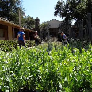 SBBG Fall Plant Sale 2013 set up in the Garden Courtyard and Garden Growers Nursery, Betsy Lape and Heather Wehnau