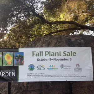 Fall Plant Sale 2013, banner at Garden entrance, SBBG