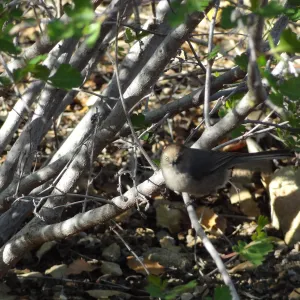 bird in the Desert Section in the late afternoon, SBBG
