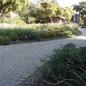 Lower Meadow and pavered path leading back to the Courtyard, late afternoon sunlight, SBBG