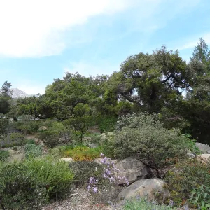 Manzanita Section after large dead oak was removed, March 2013