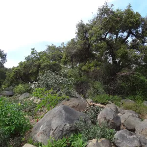 Manzanita Section after large dead oak was removed, March 2013