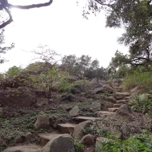 Manzanita Section after large dead oak was removed, March 2013