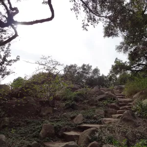 Manzanita Section after large dead oak was removed, March 2013