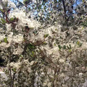 Cercocarpus betuloides in fruit, Porter Trail, SBBG