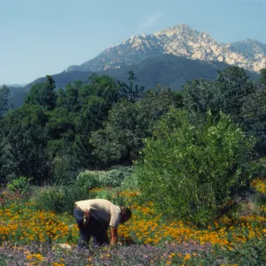 Geege Ostroff at SBBG, Porter Trail