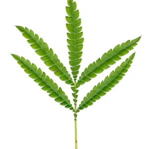 Santa Cruz Island Ironwood