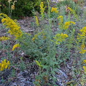 Goldenrod
