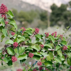 Rhus integrifolia