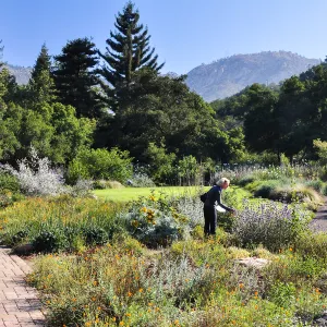 woman walking in the Meadow, wildflowers, SBBG