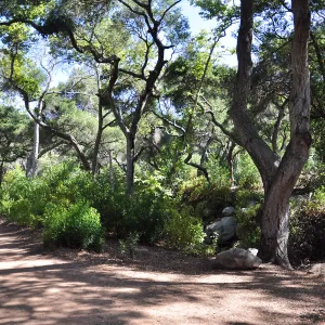 Canyon Trail path, riparian woodland, SBBG, Mission Canyon