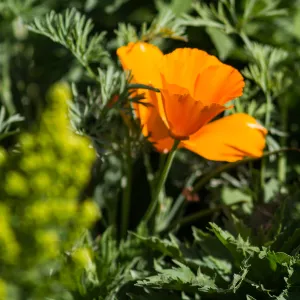 California poppy flower, SBBG