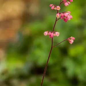 pink Heuchera inflorescence, SBBG