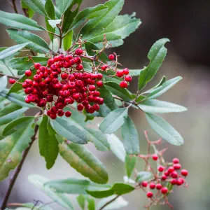 red berried, Toyon, SBBG