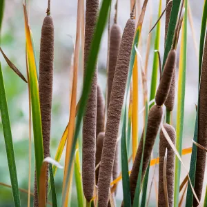 cat tails, Typha, SBBG