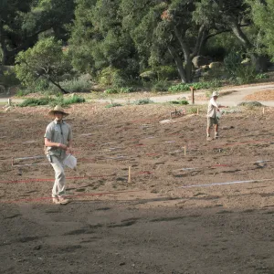 Sowing Lupine, Meadow Revival Project