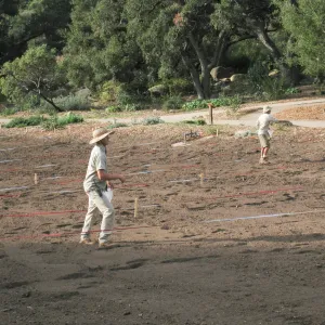 Sowing Lupine, Meadow Revival Project