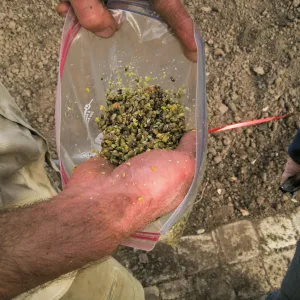 Scarified Lupine Seed, Meadow Revival Project