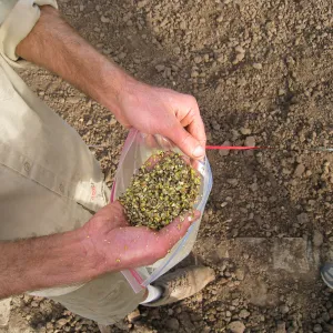 Scarified Lupine Seed, Meadow Revival Project