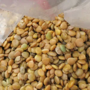 Soaked Lupine Seeds, Meadow Revival Project