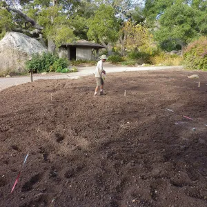 Jason Nelson sowing lupine seeds, Meadow Revival Project