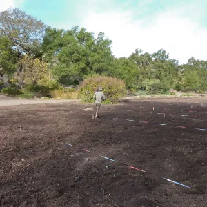 Sowing lupine seeds, Meadow Revival Project