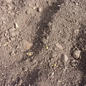 Lupine seeds on soil surface, Meadow Revival Project