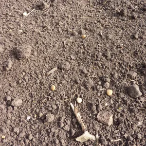 Lupine seeds on soil surface, Meadow Revival Project