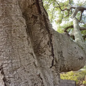 Oak (Coastal Live Oak) adjacent to Blaksley Boulder