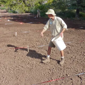 Sowing wildflower seed mixed with sand, Meadow Revival Project