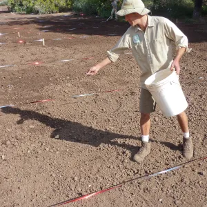 Sowing wildflower seed mixed with sand, Meadow Revival Project