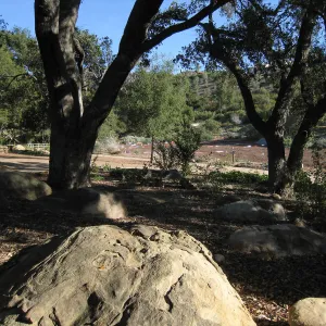Reflective Bird Repellent Tape, Meadow Revival Project